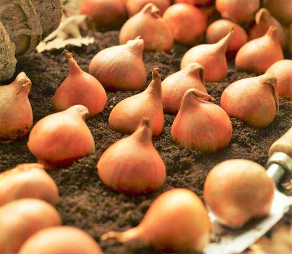 Red Seadov Dutch Tulip Bulbs - Image 9