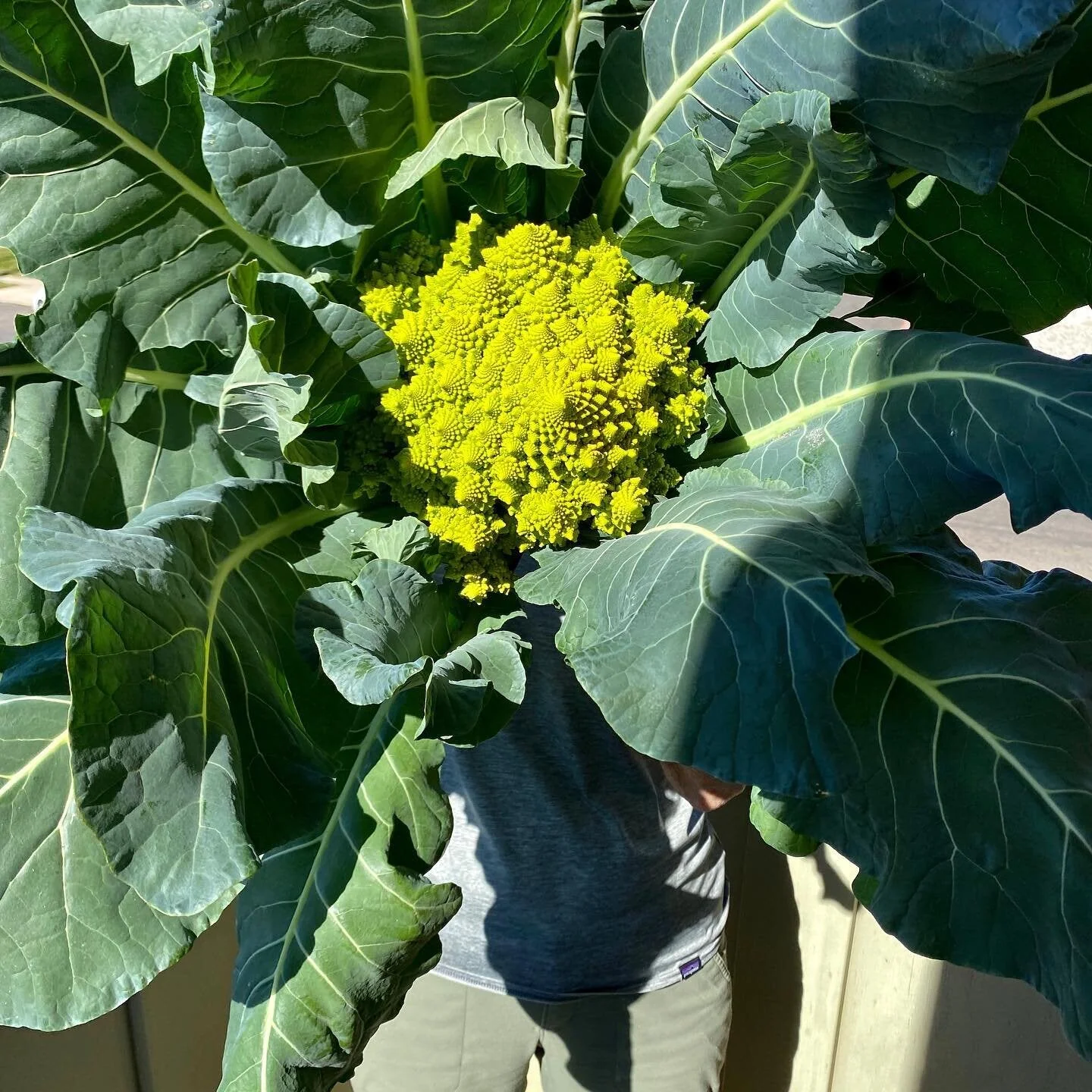 Romanesco Cauliflower - Image 4