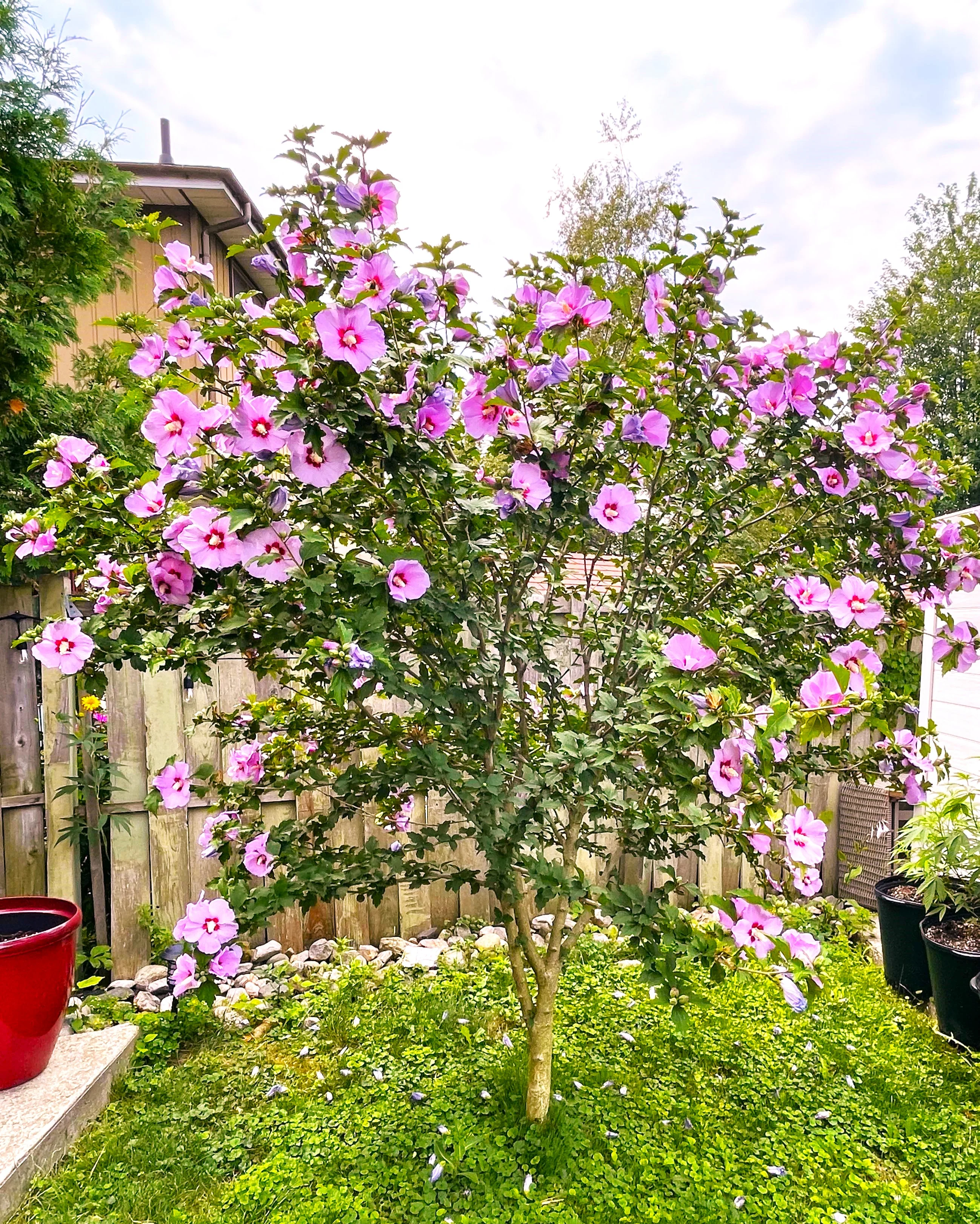 Rose of Sharon - Image 4
