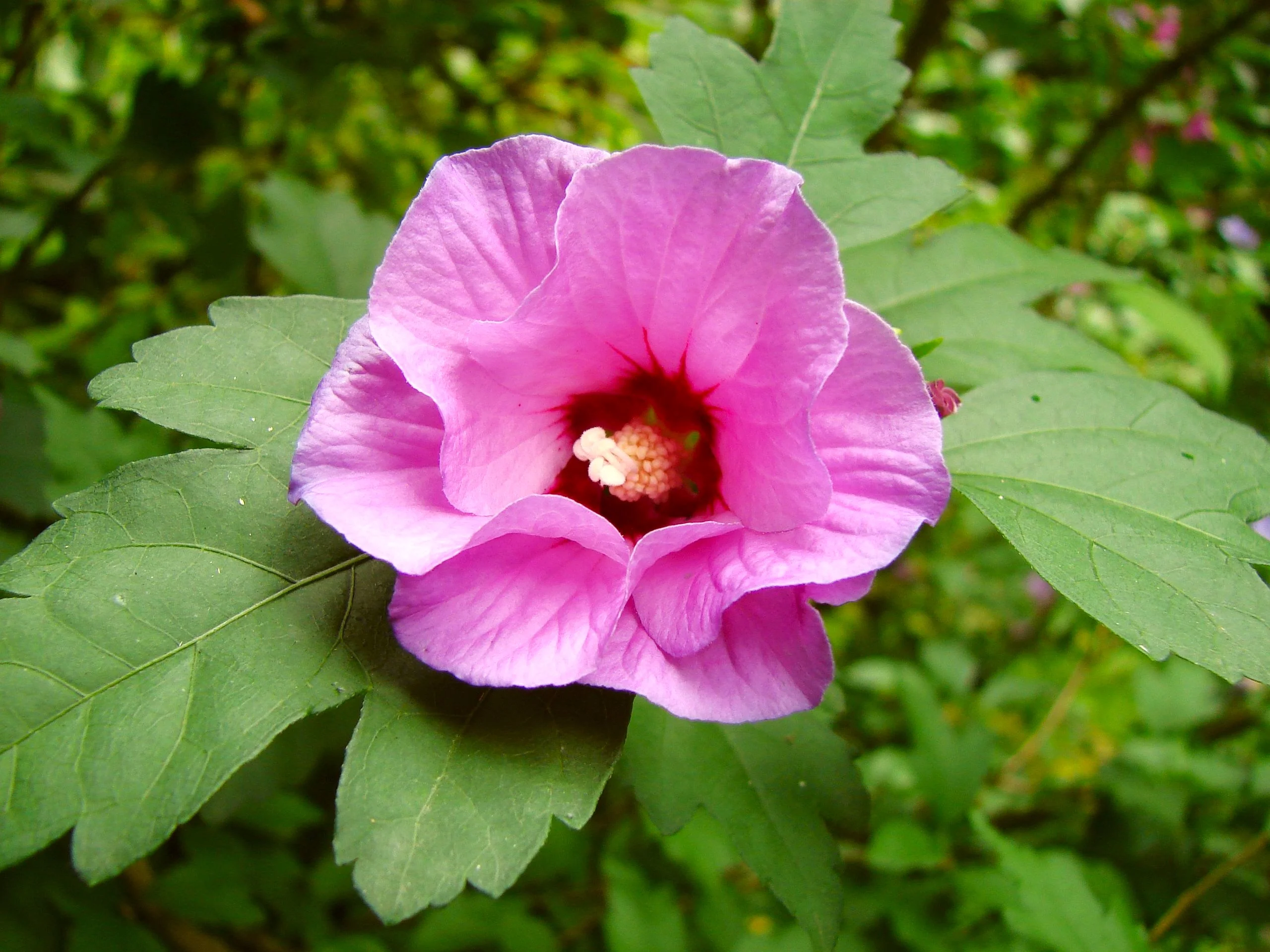 Rose of Sharon - Image 7