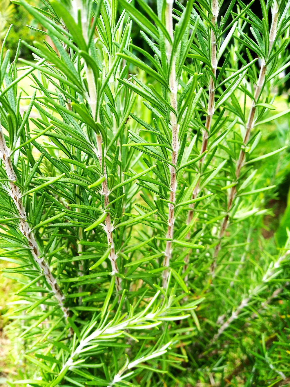 Rosemary - Image 2