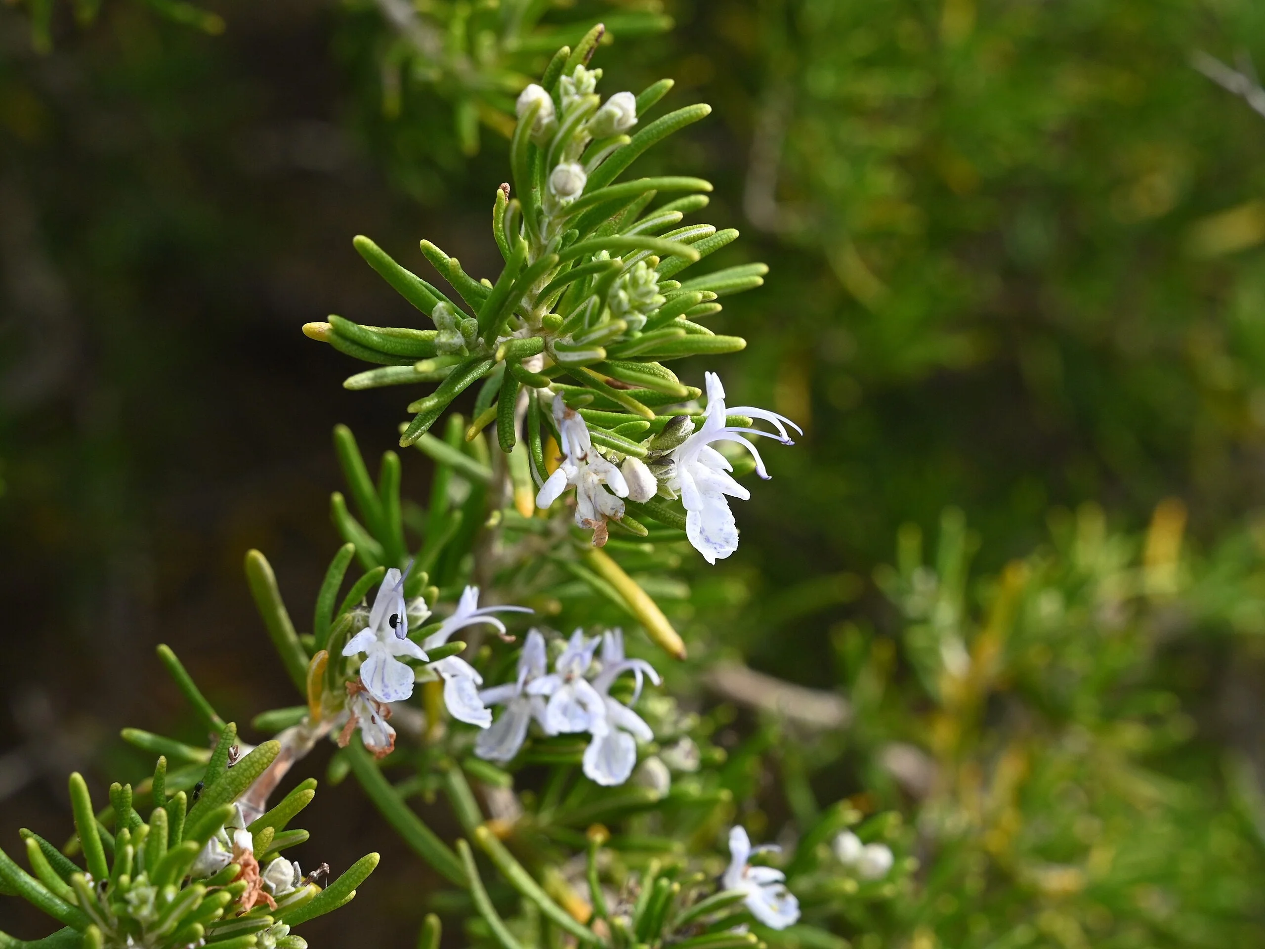 Rosemary - Image 6