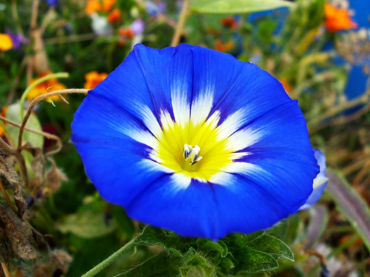 Royal Ensign Blue Dwarf Morning Glory - Image 10
