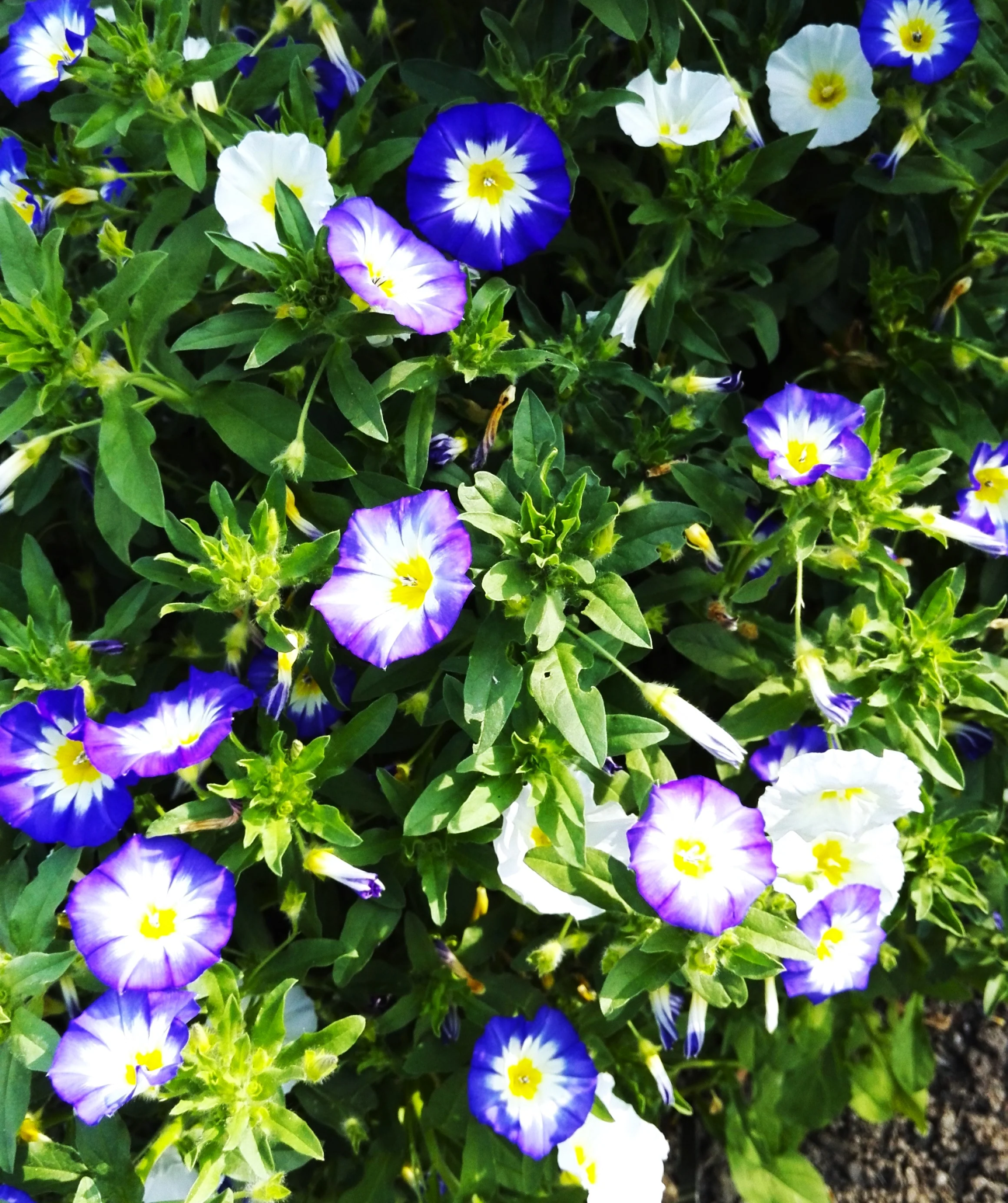 Royal Ensign Blue Dwarf Morning Glory - Image 6