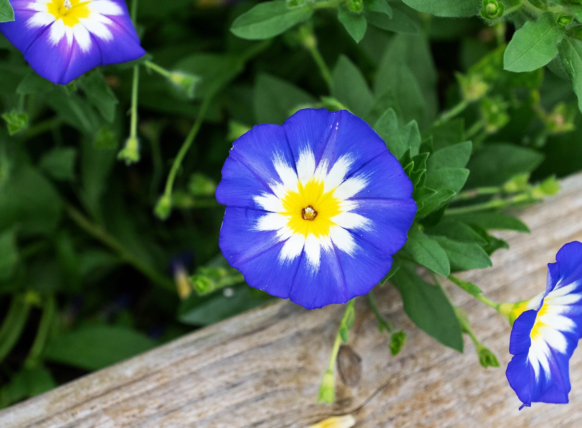 Royal Ensign Blue Dwarf Morning Glory - Image 9