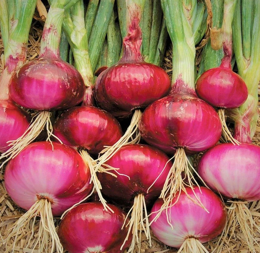 Ruby Red Onion