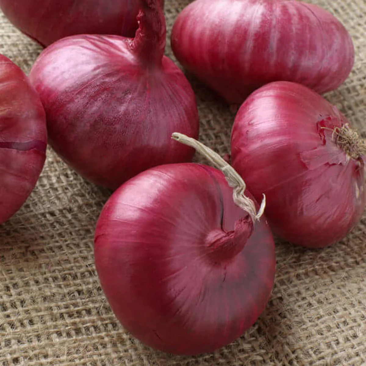 Ruby Red Onion - Image 3