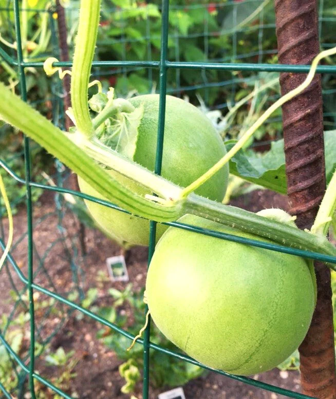 Sakata's Sweet Asian Melon - Image 4