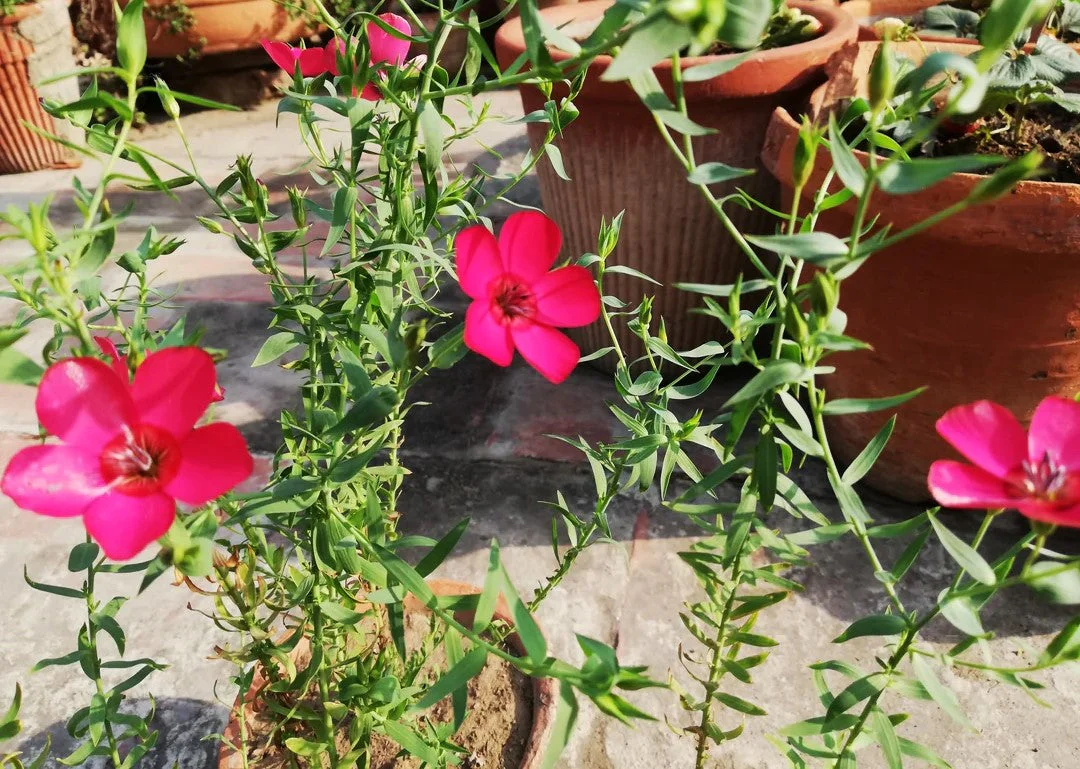 Scarlet Flax - Image 7