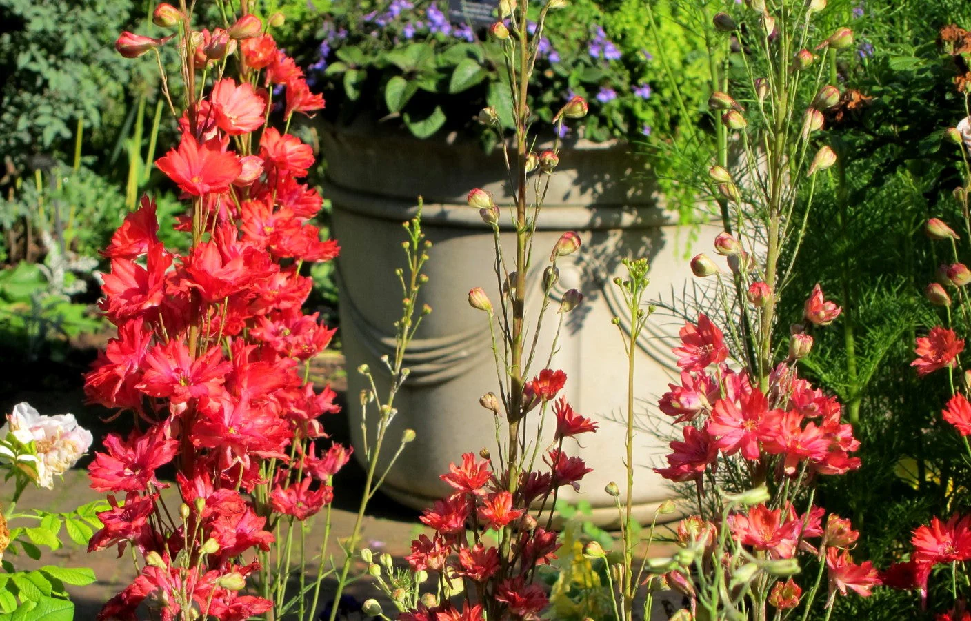 Scarlet Spire Rocket Larkspur - Image 4