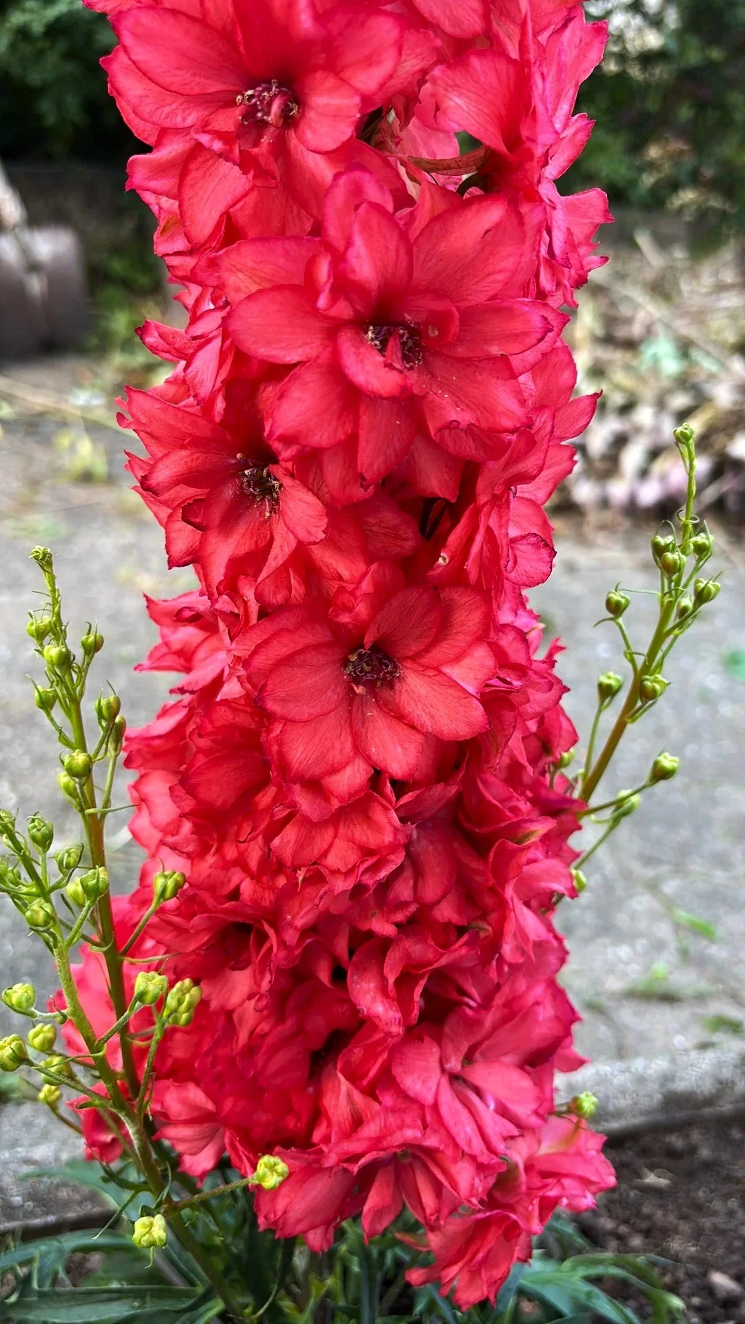 Scarlet Spire Rocket Larkspur - Image 9