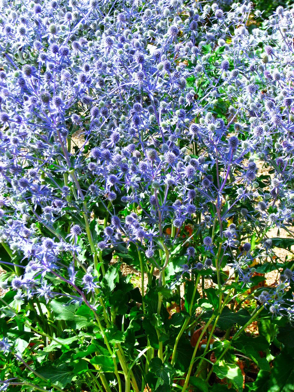 Sea Holly - Image 3