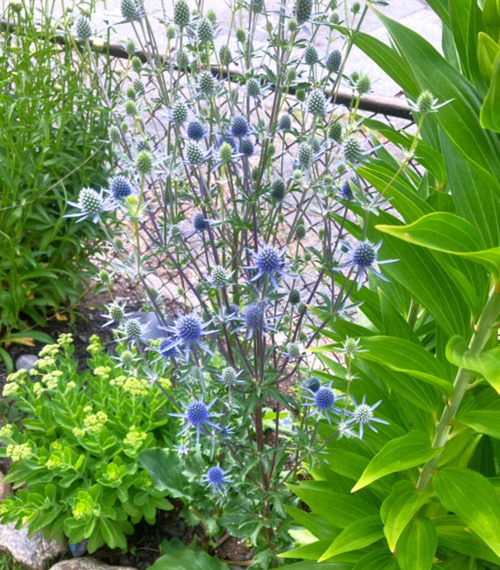 Sea Holly - Image 4