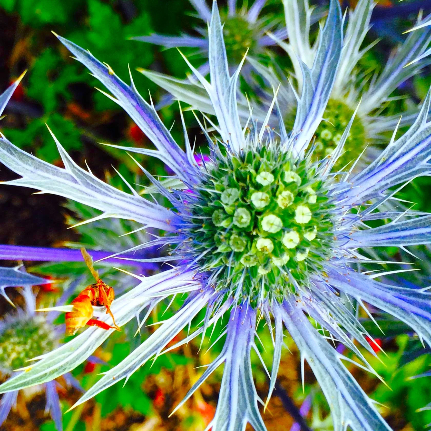 Sea Holly - Image 7