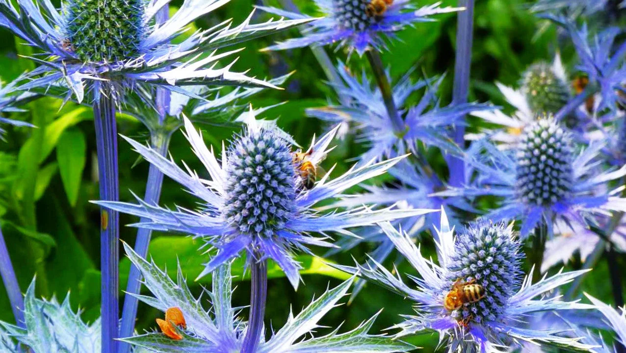 Sea Holly - Image 8