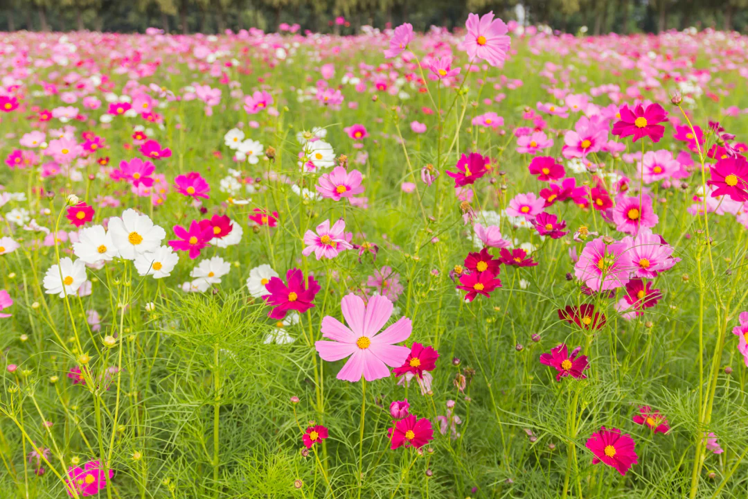 Sensation Mix Cosmos - Image 3