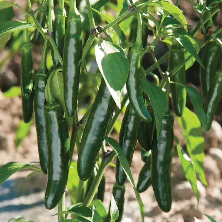 Serrano Pepper - Image 2