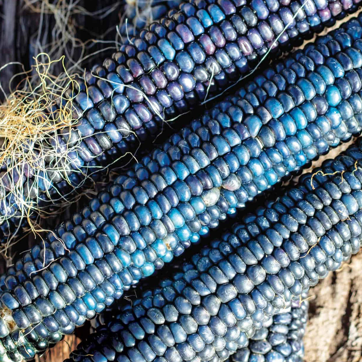 Shades of Blue Ornamental Corn