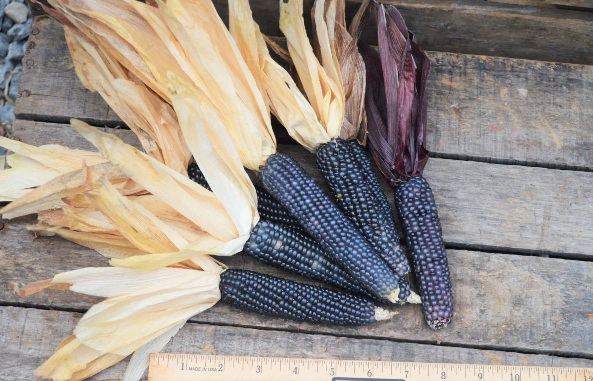Shades of Blue Ornamental Corn - Image 2