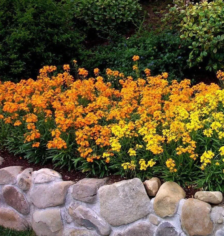 Siberian Wallflower - Image 5