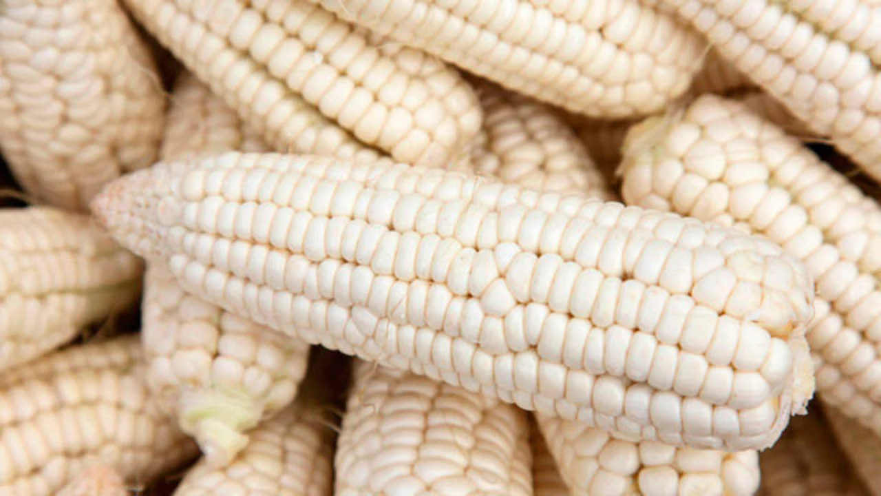 Silver Queen Sweet Corn - Image 3