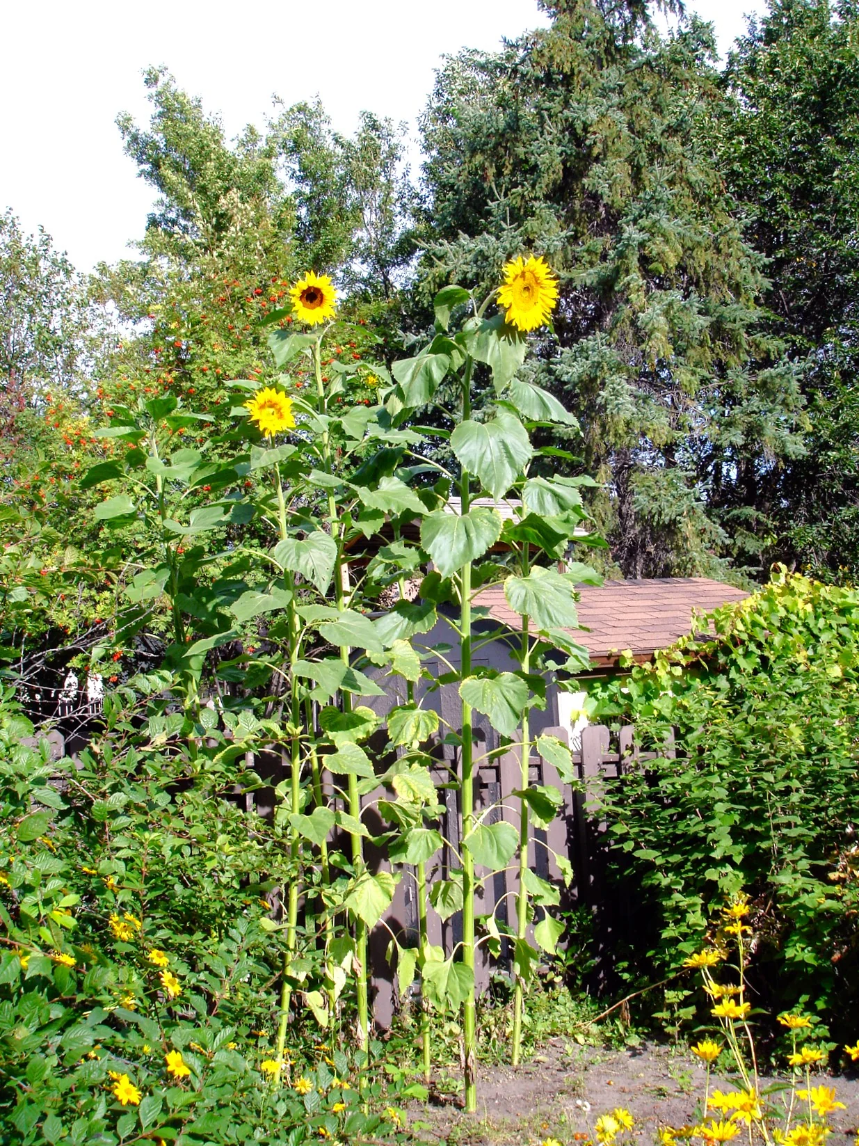 Skyscraper Sunflower (Mongolian Giant) - Image 10