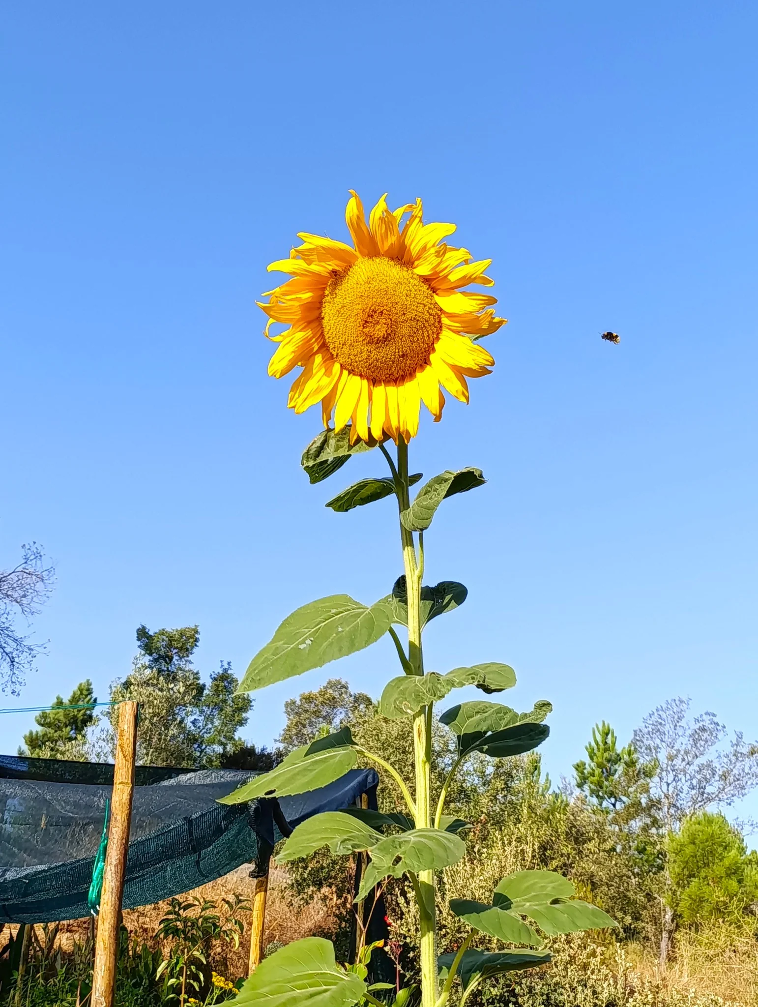 Skyscraper Sunflower (Mongolian Giant) - Image 6