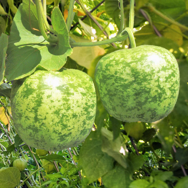 Small Apple Gourd