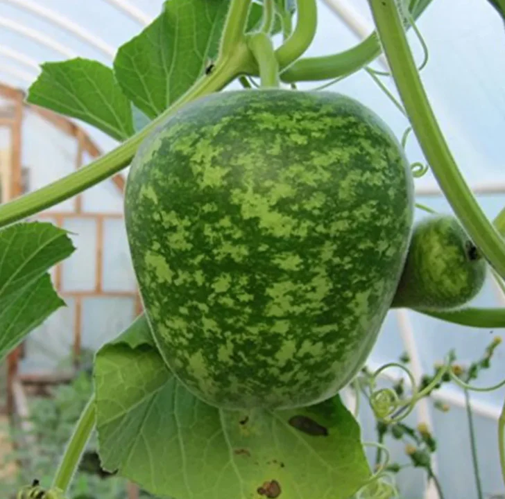 Small Apple Gourd - Image 2