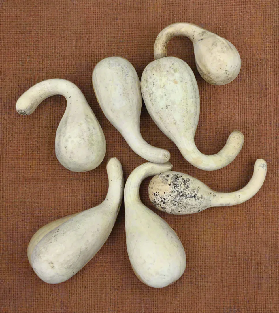 Small Spoon Ornamental Gourd - Image 8