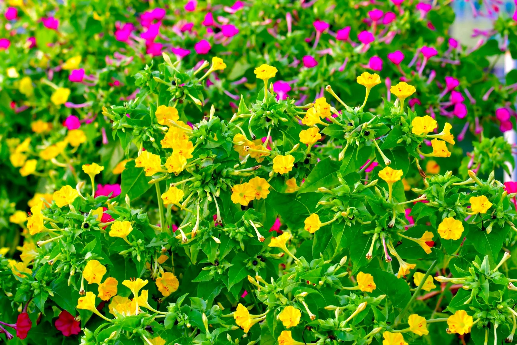 Solid Colors Mix Four O' Clock - Image 3