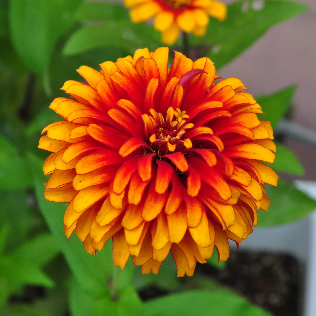 Sombrero Zinnia - Image 5
