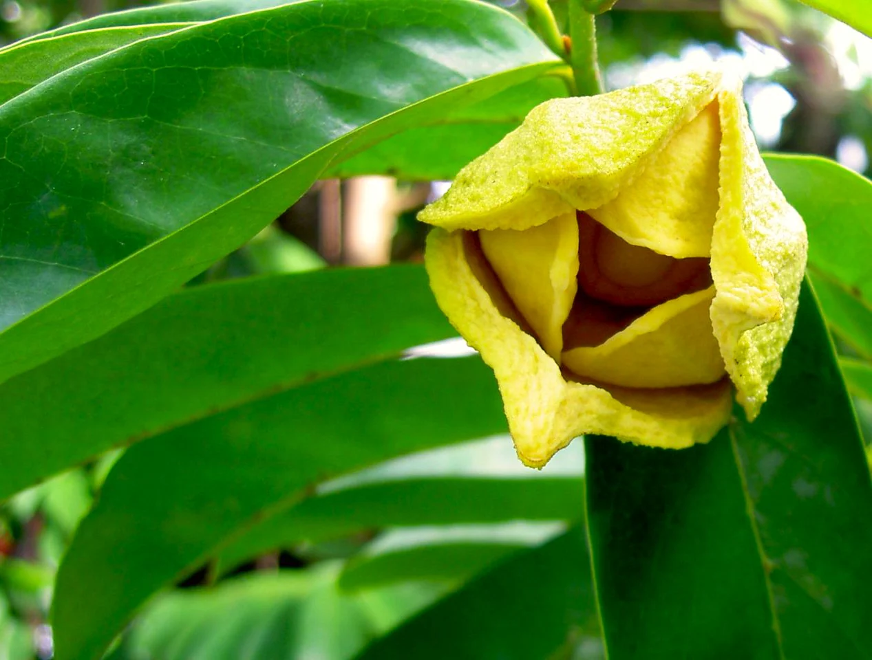 Soursop Tree - Image 10