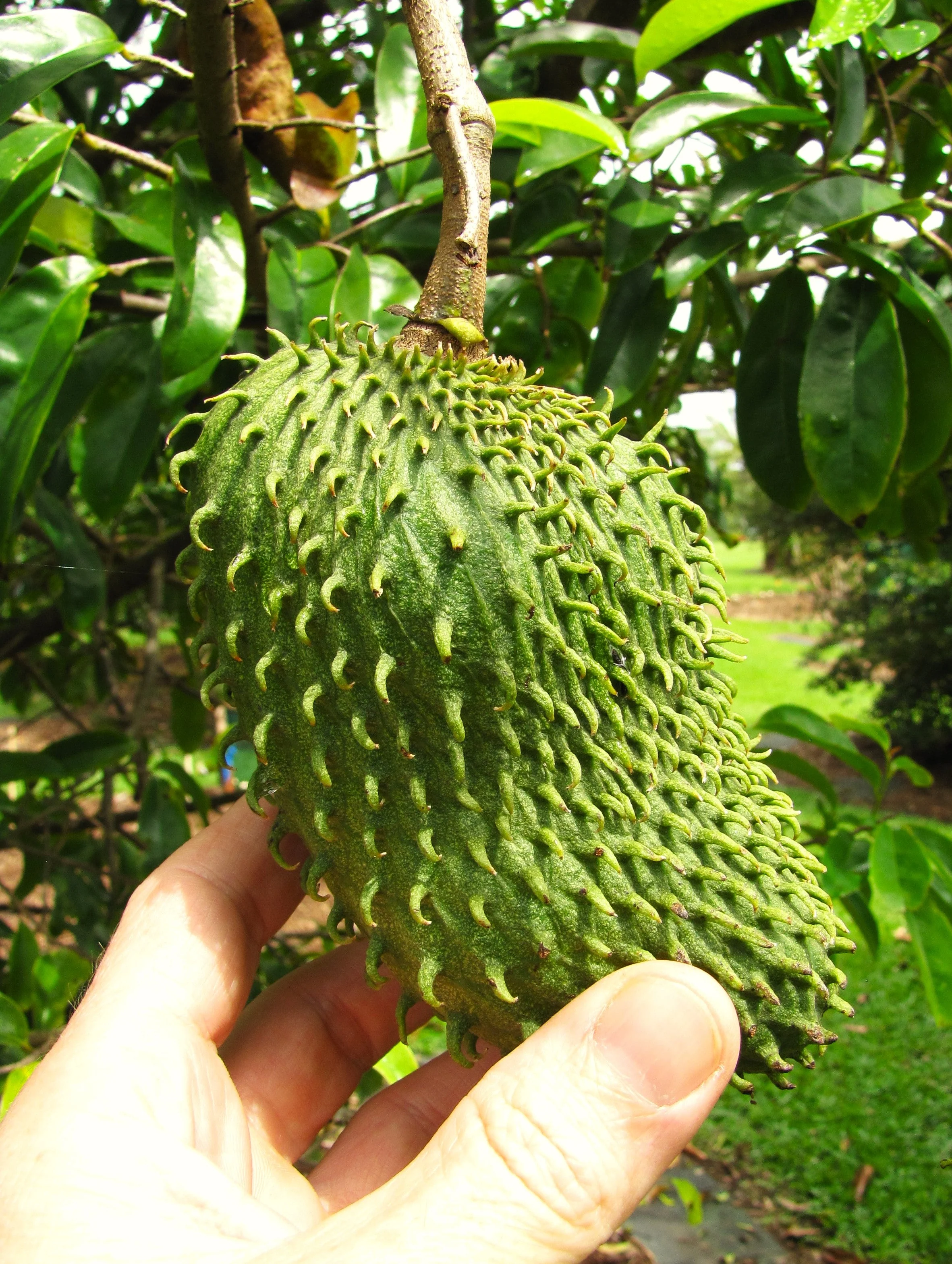 Soursop Tree - Image 3