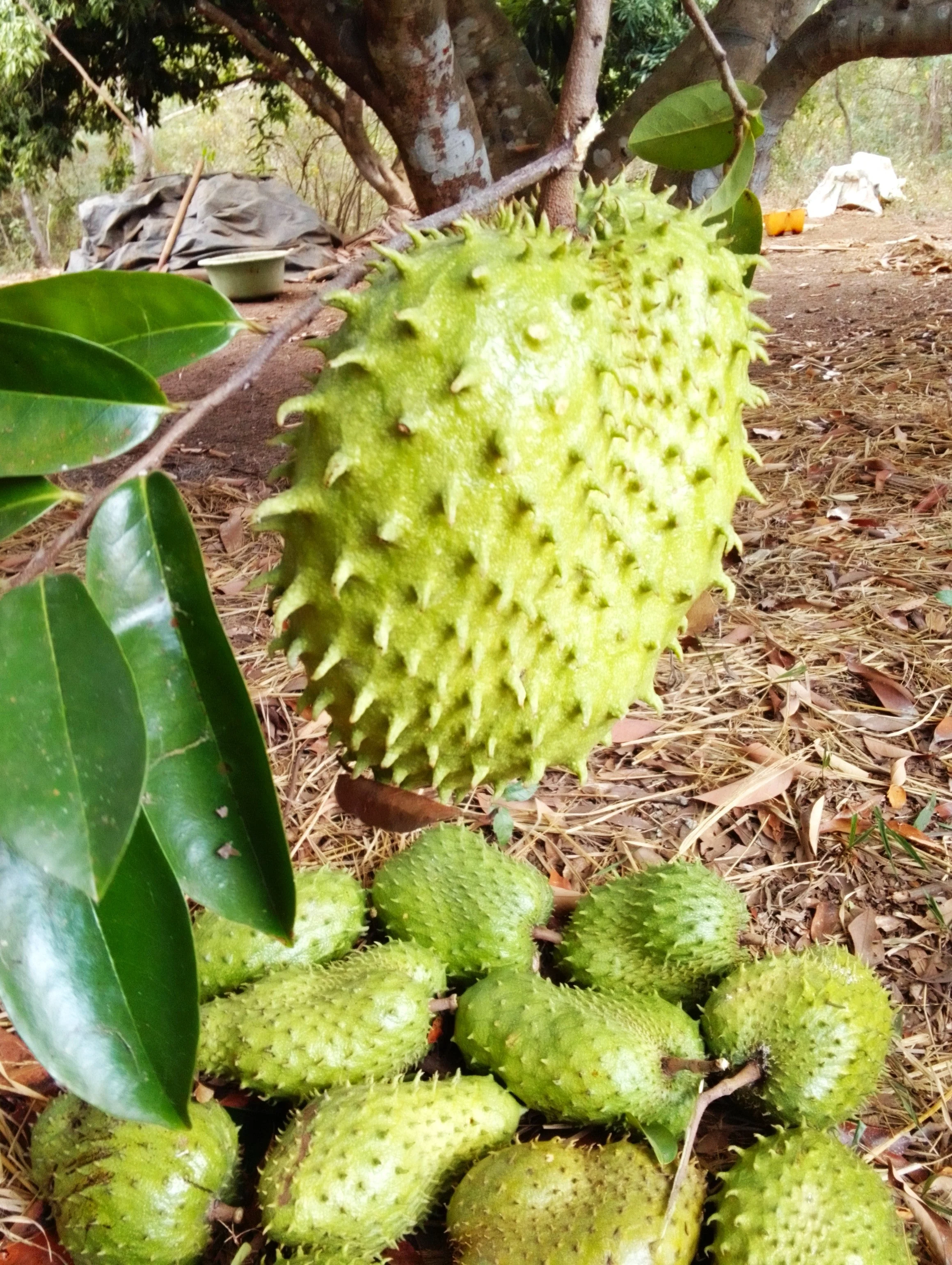 Soursop Tree - Image 4