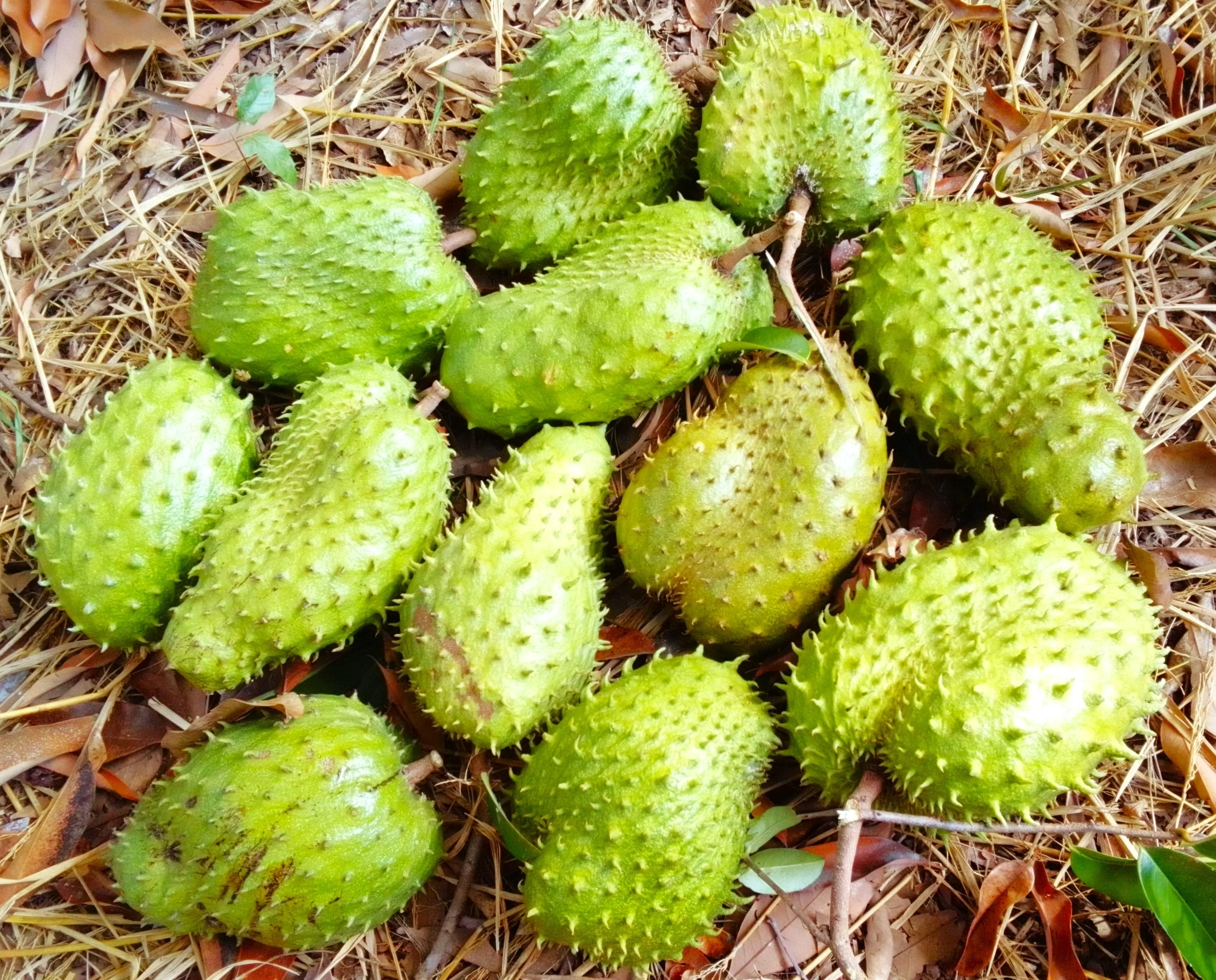 Soursop Tree - Image 7