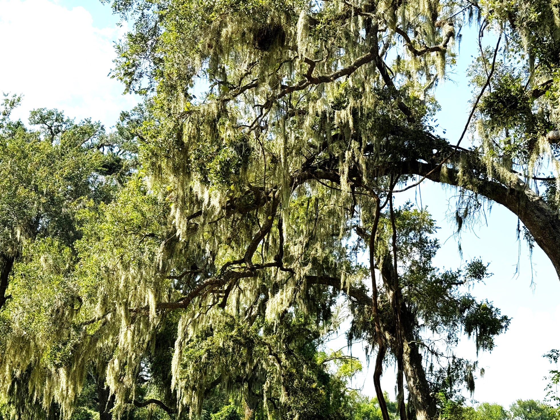 Southern Live Oak - Image 7