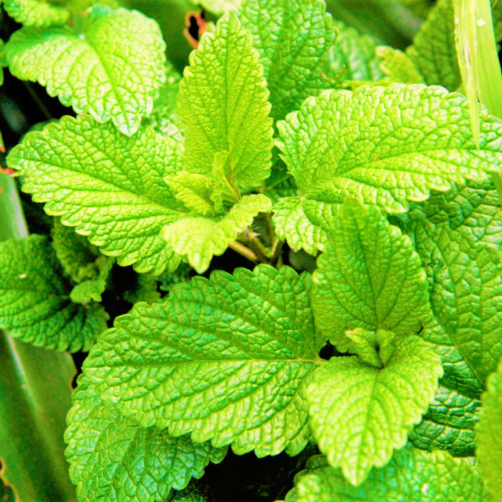 Spearmint
