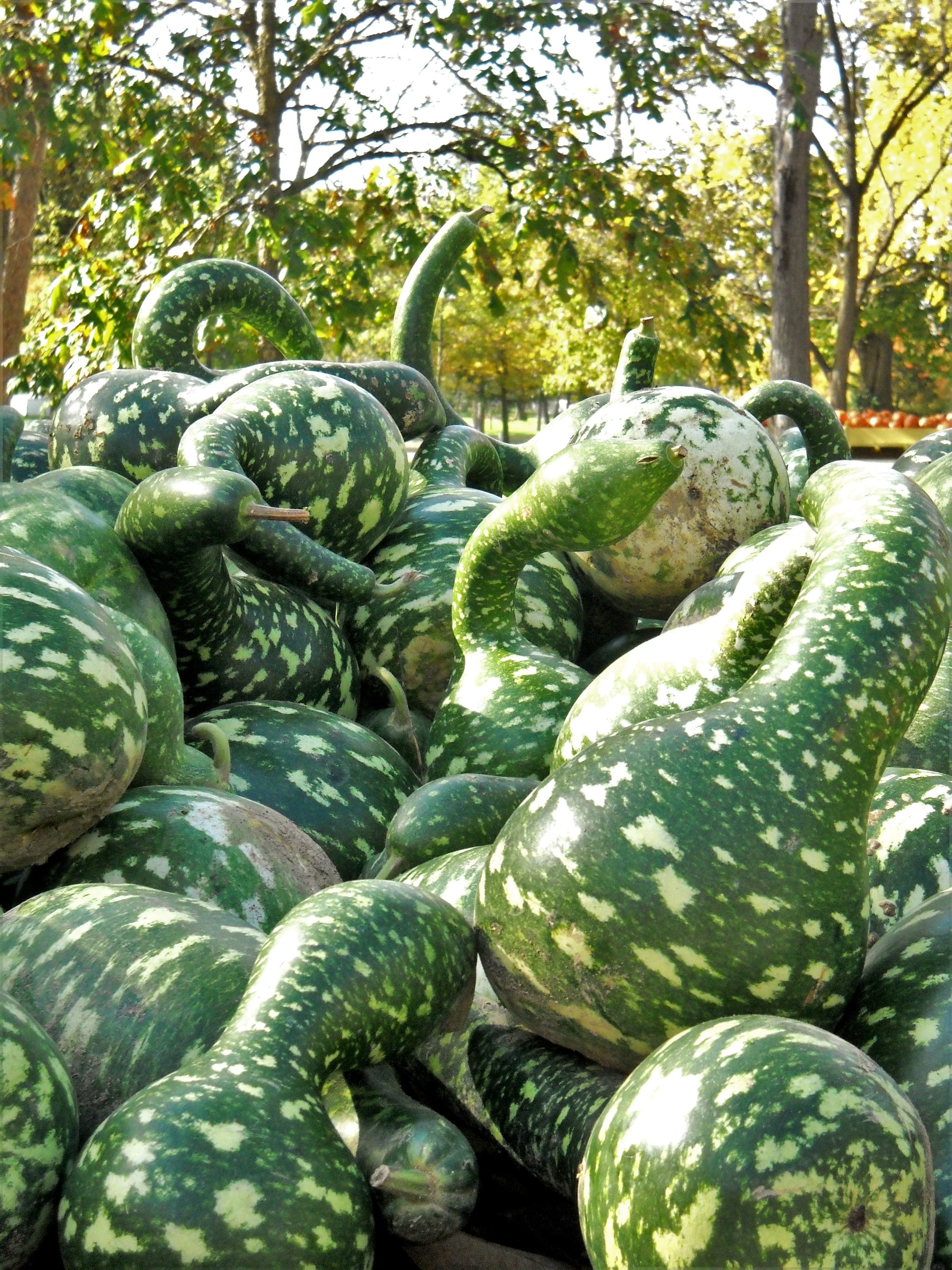 Speckled Swan Gourd - Image 5