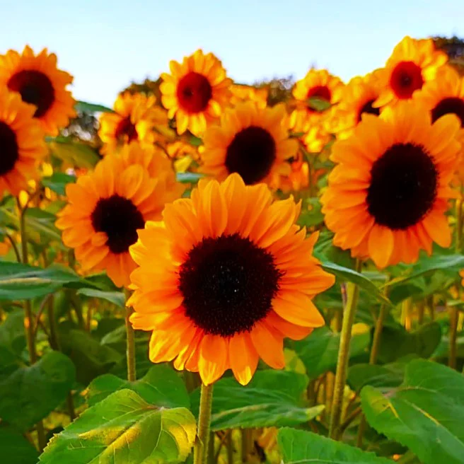 Orange F1 Sunflower
