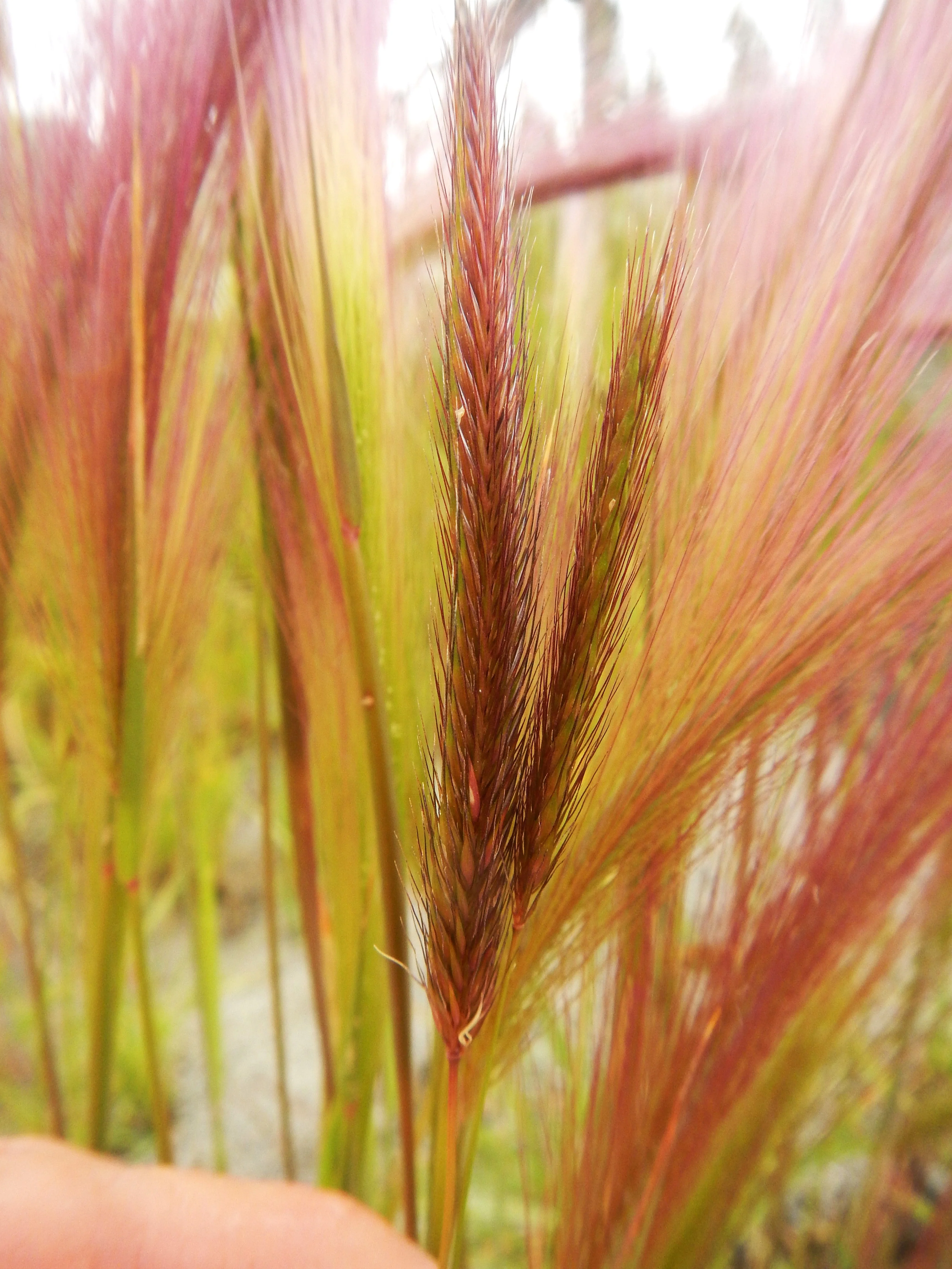 Squirrel Tail Grass - Image 2