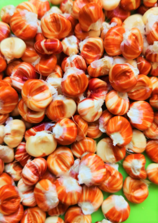 Starburst Manna Ornamental Corn - Image 9
