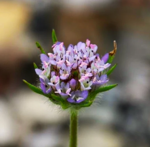 Starflower Pincushion (Drumstick) - Image 5