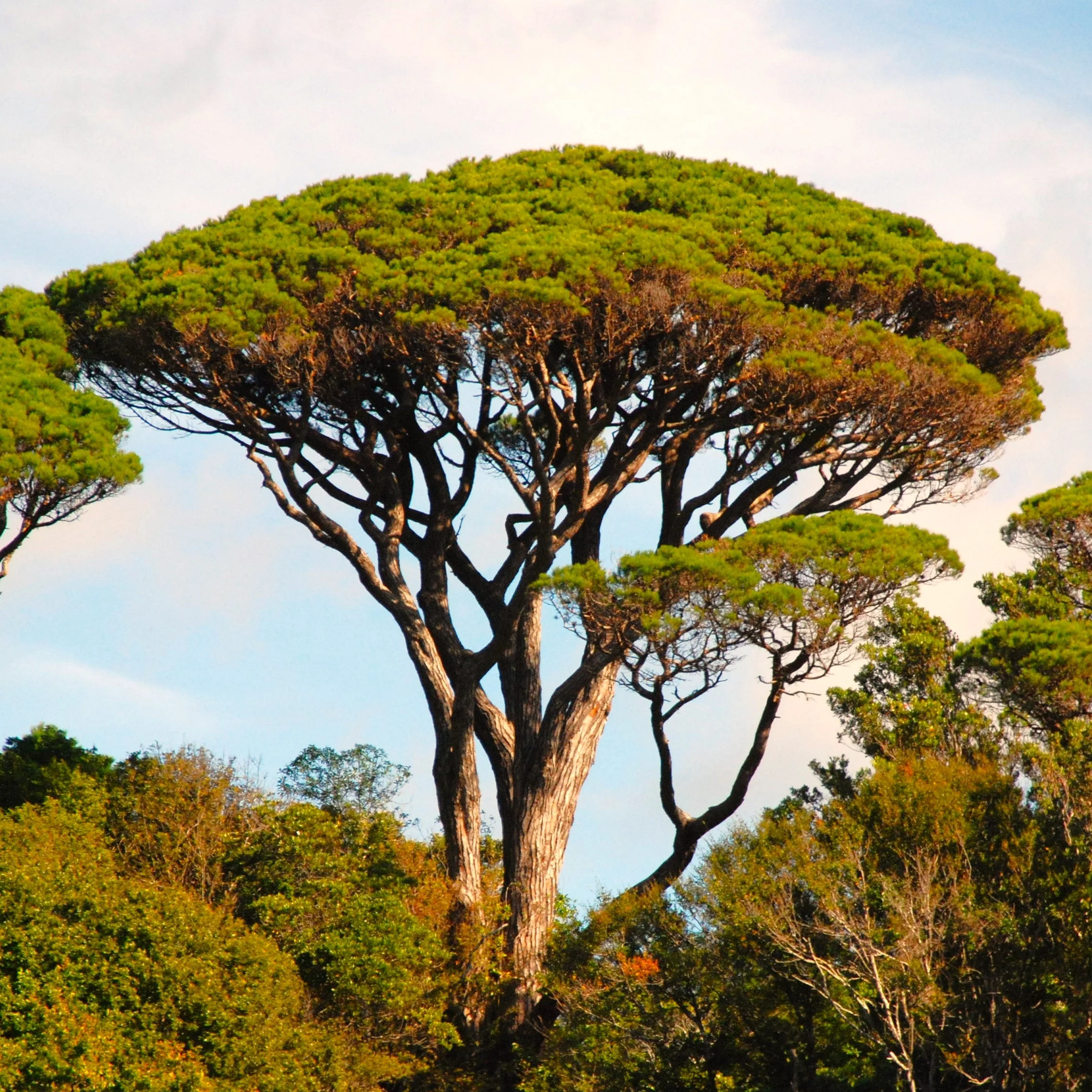 Stone Pine Tree