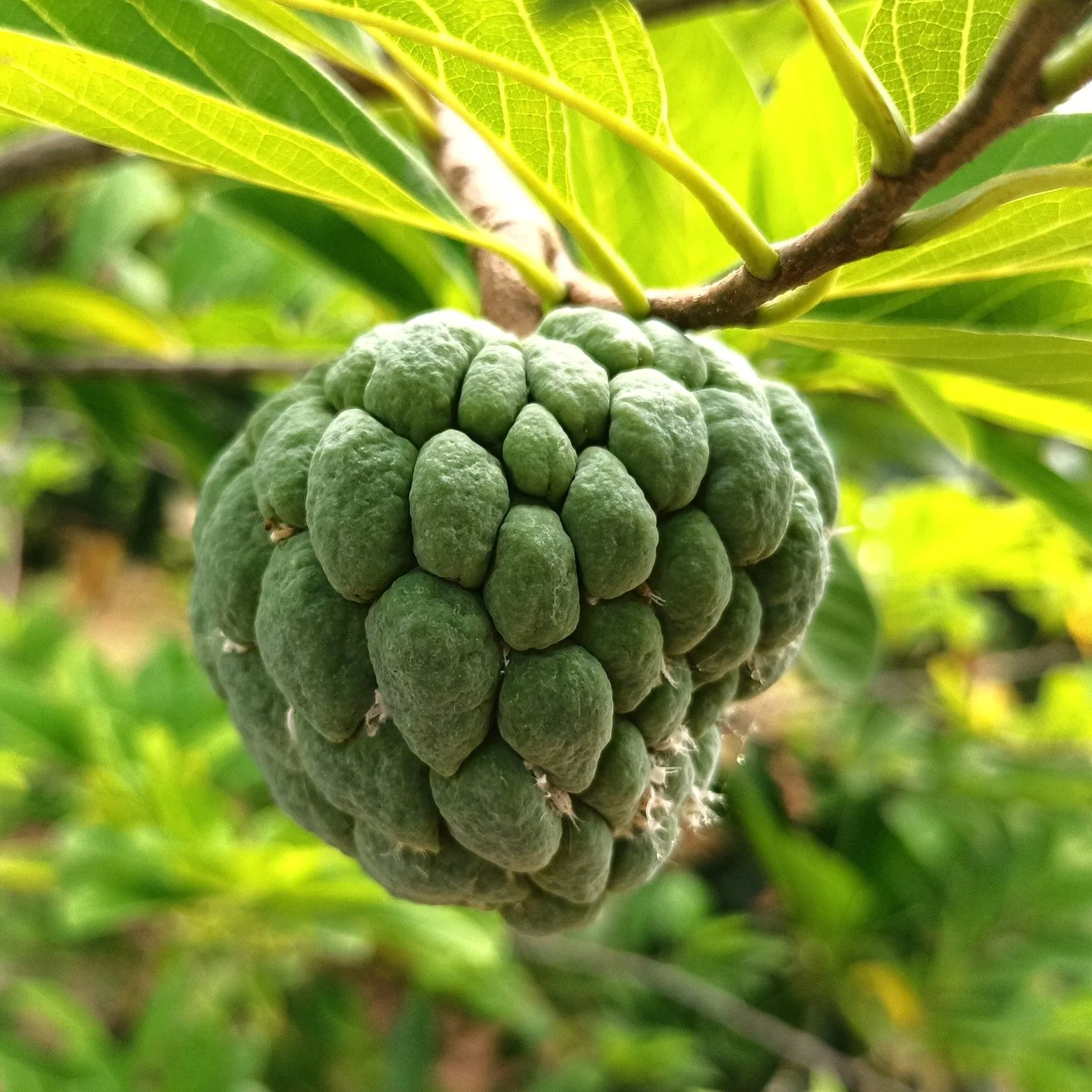 Sugar Apple Tree