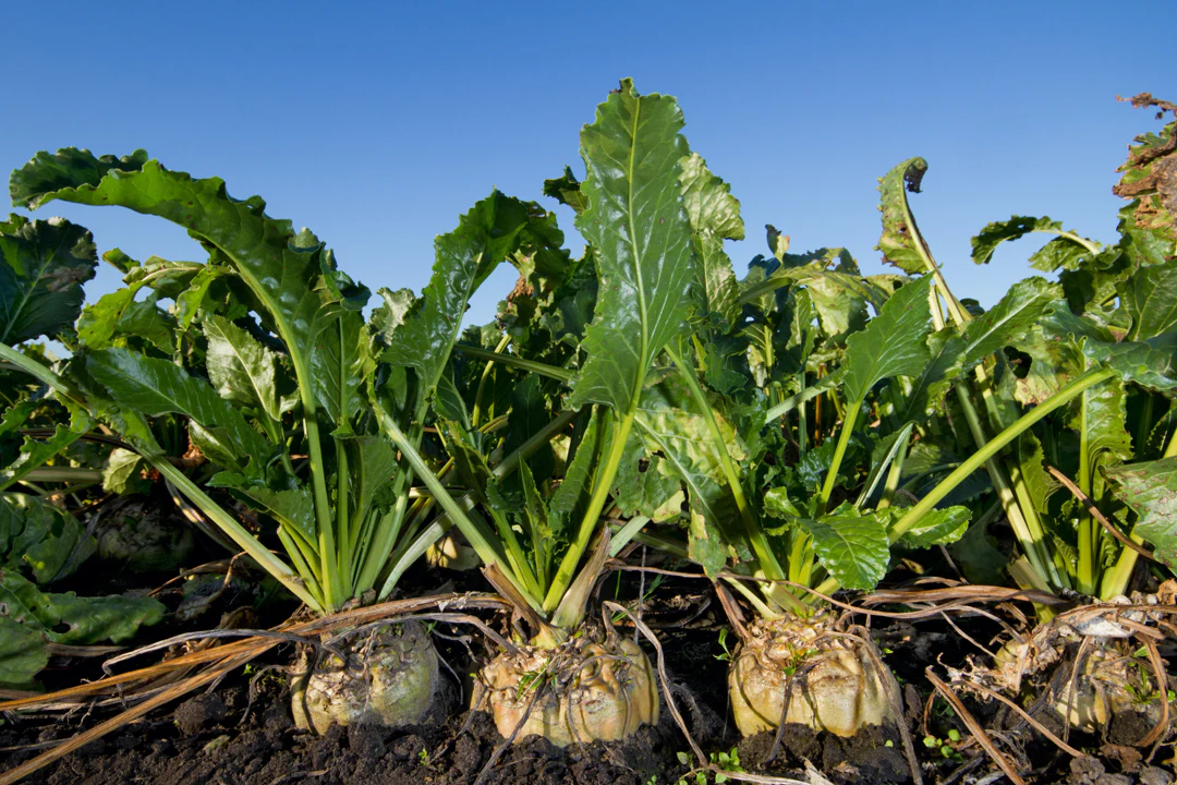 Sugar Beet - Image 2