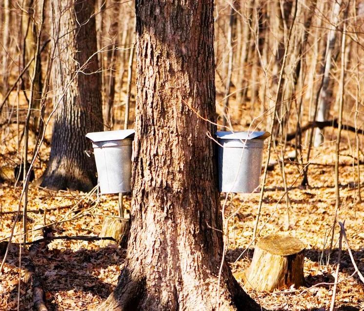 Sugar Maple Tree - Image 10