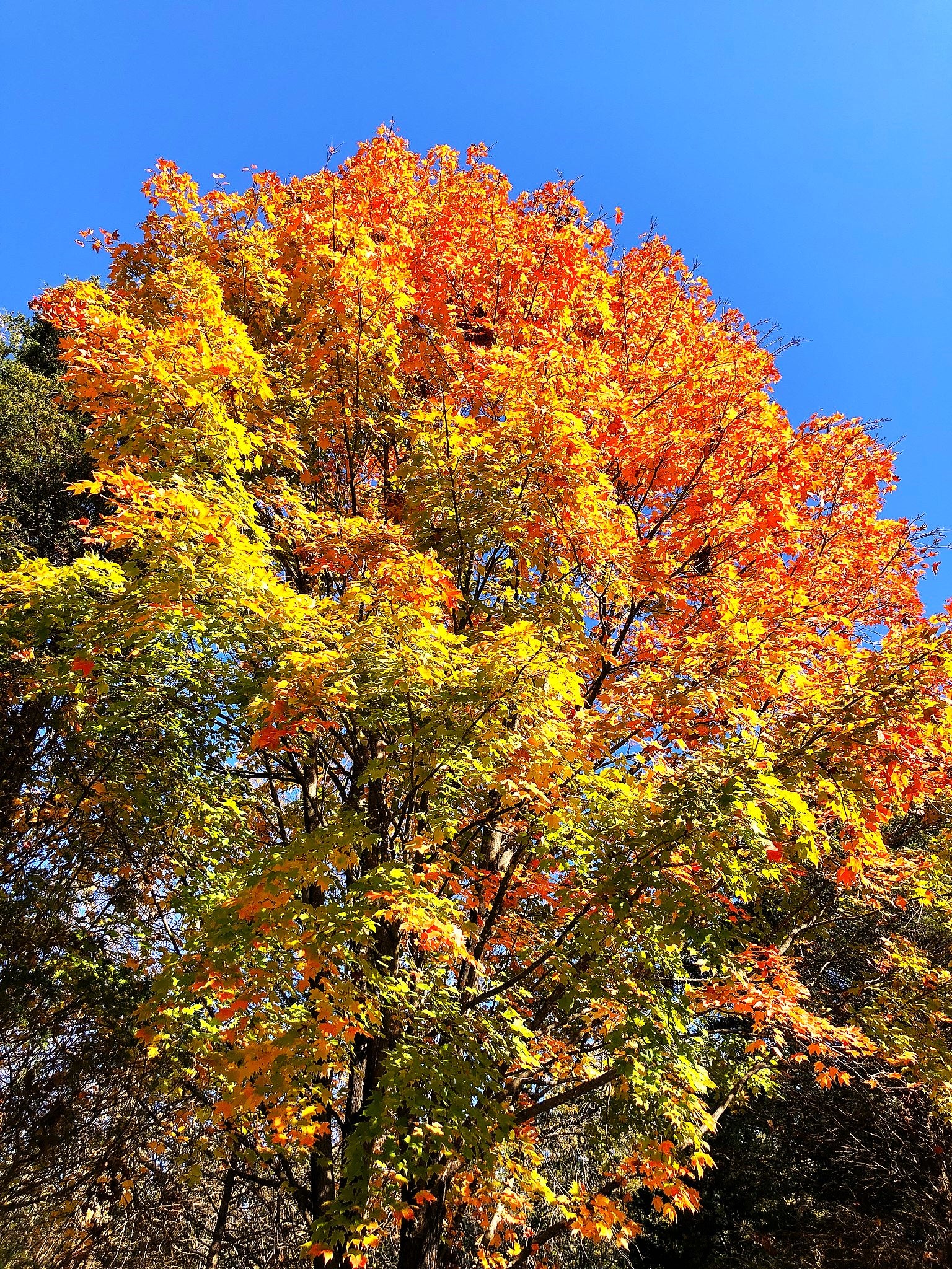 Sugar Maple Tree - Image 2