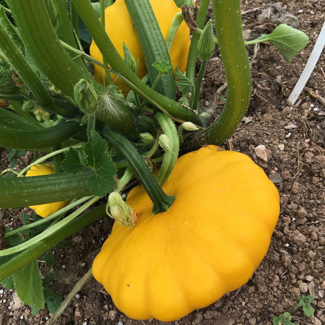 Sunburst Yellow Patty Pan (Bush Scallop Squash) - Image 2