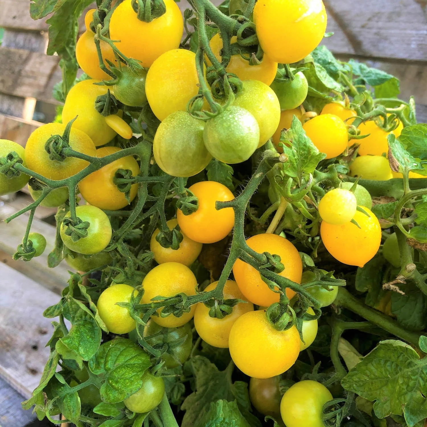 Patio Choice F1 Yellow Tomato (Dwarf) - Image 5